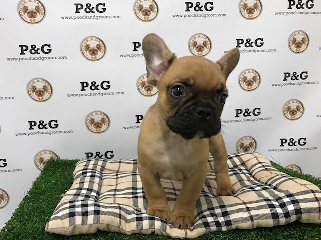 French Bulldog puppy for sale + 48318