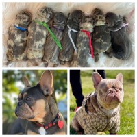 Lilac, blue tan merles isabella frenchies French Bulldog for sale/adoption