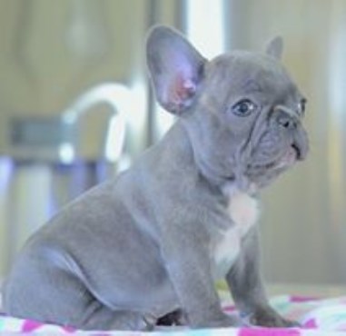 French Bulldog puppy for sale + 47563