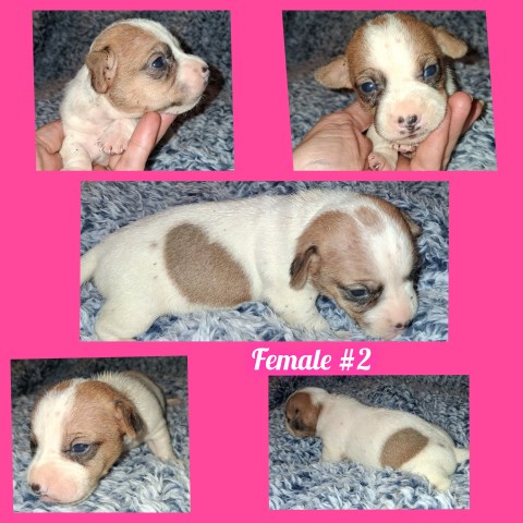 Jack Russell Terrier puppy for sale + 66388
