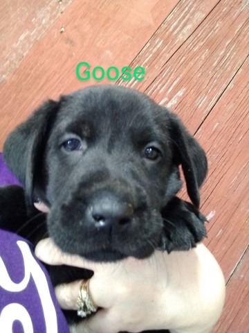 PRICE REDUCED! Livin' Our Lab Life - Goose!!!