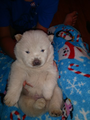 chow dog pups