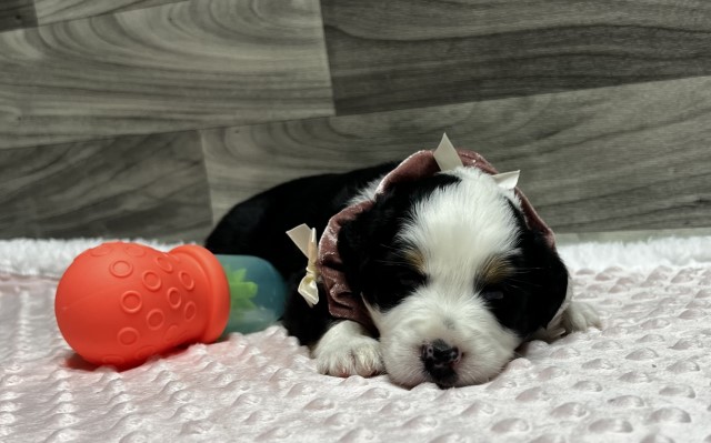 Australian Shepherd Dog puppy for sale + 66369