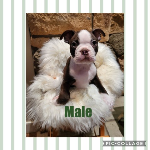 Boston Terrier Babies