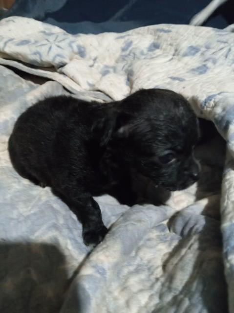 Chihuahua puppy for sale + 67157