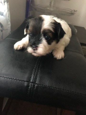 Shih Tzu Puppies Ready for YOU