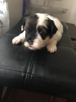 Shih Tzu Puppies Ready for YOU Shih Tzu for sale/adoption