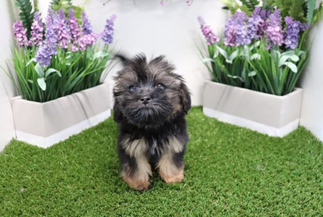 Shorkie - Tinkerbell - Female