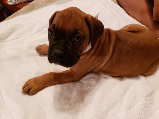 Boxer puppy dog for sale in Stanton, Texas