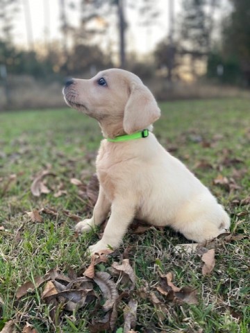 English Yellow Female Labrador