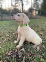 English Yellow Female Labrador Labrador Retriever for sale/adoption