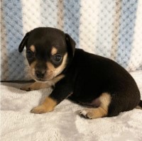 Lovely Chihuahua Ready Chihuahua for sale/adoption