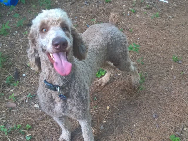 Poodle Standard puppy dog for sale in North Augusta, South ...
