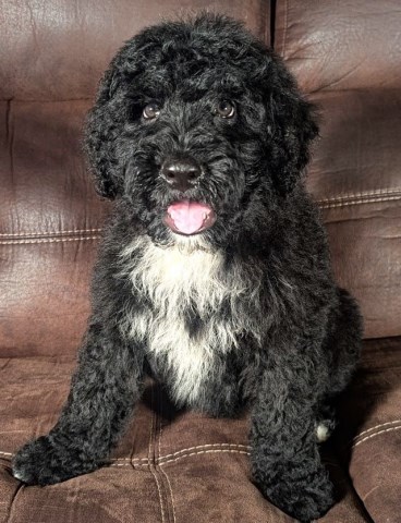 Portuguese Water Dog puppy for sale + 66544
