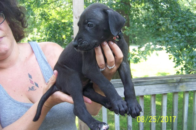 Great Dane puppy for sale + 50149