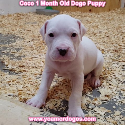 Dogo Argentino puppy for sale + 54864
