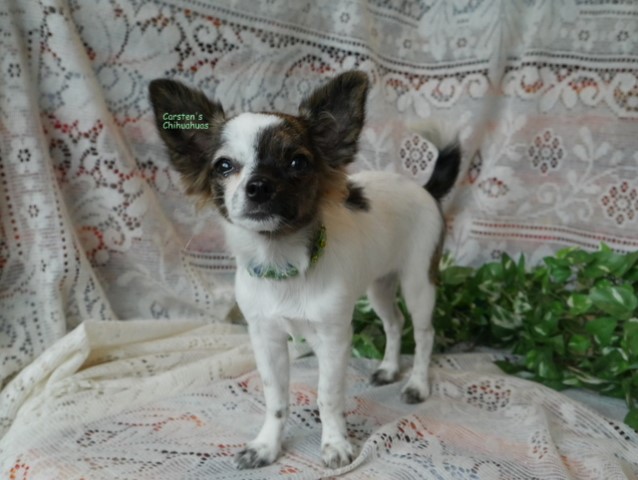 Chihuahua puppy for sale + 56129