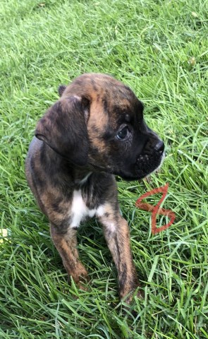Boxer puppy for sale + 53881