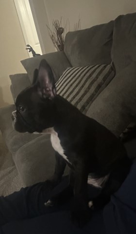 French Bulldog Puppy (Female)