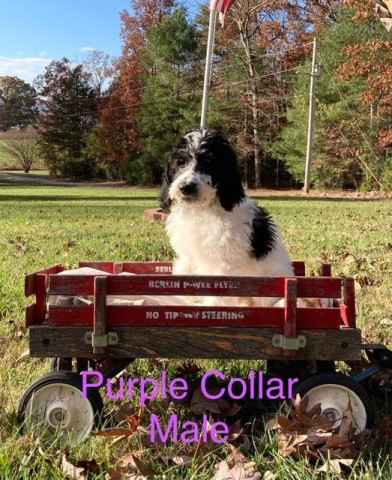 Australian Shepherd Dog puppy for sale + 62543