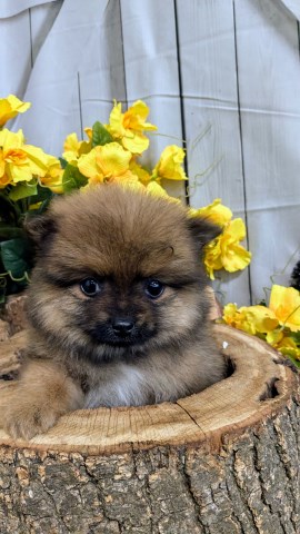 Pomeranian puppy for sale + 66902