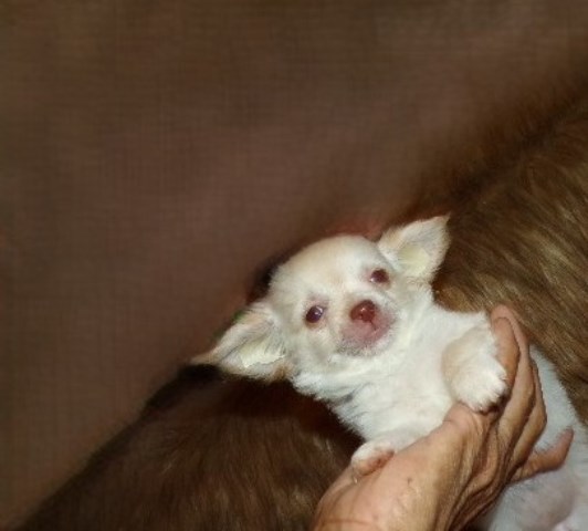 Long Coat Apple Head Chihuahuas Females