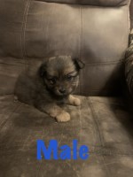 Adorable Pomeranian puppies Pomeranian for sale/adoption