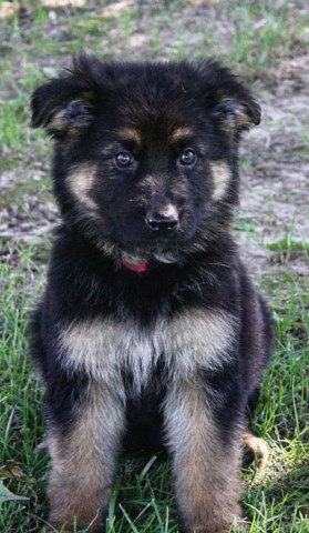 German Shepherd Dog puppy for sale + 53931