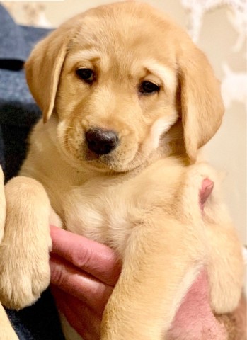 Labrador Retriever puppy for sale + 59308