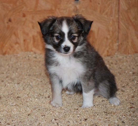 Australian Shepherd Dog puppy for sale + 47188