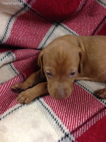 Vizsla puppy for sale + 53324