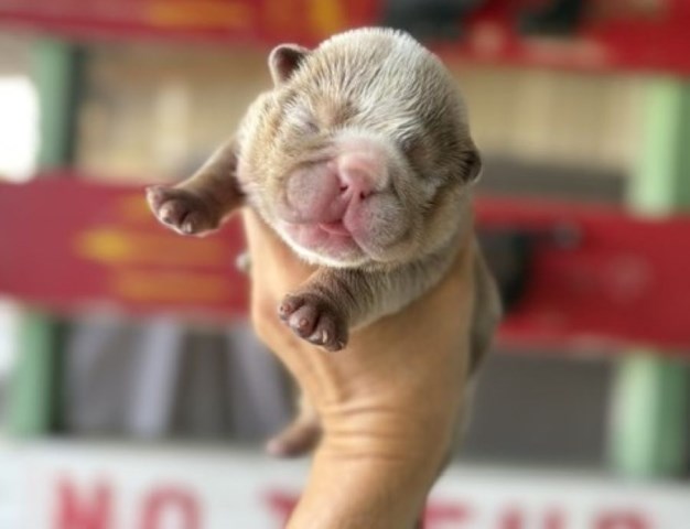 English Bulldog puppy for sale + 67195
