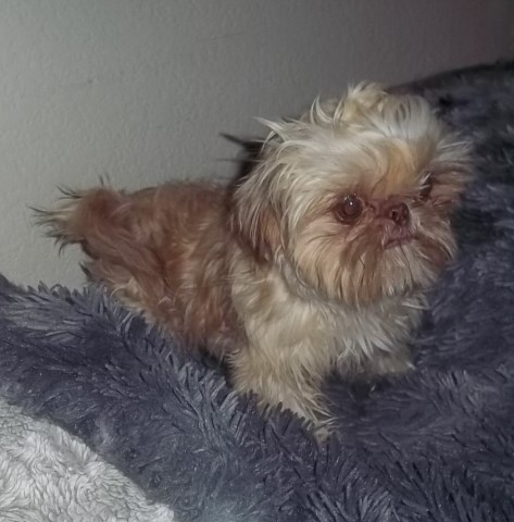 Shih Tzu   Young Adult Tiny Male