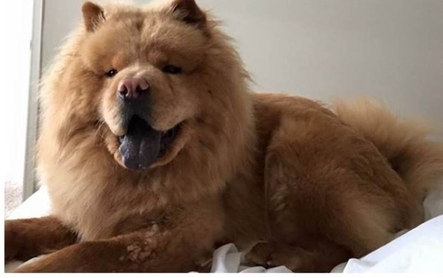 Chow Chow puppy dog for sale in Pearland, Texas