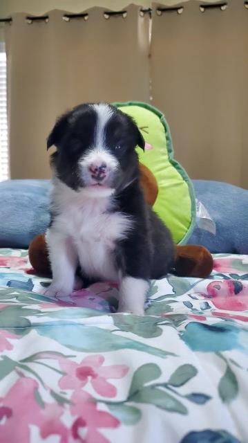 Female Border Collie Puppy (Catie)