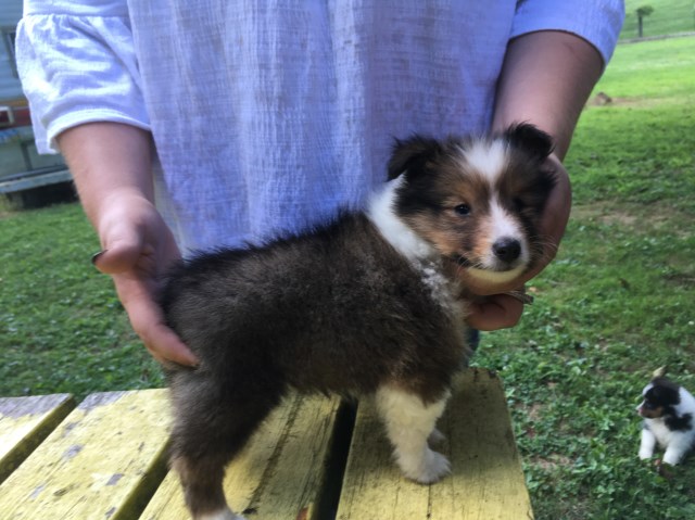 Shetland Sheepdog puppy for sale + 53720