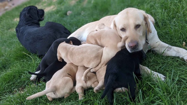 AKC - Labrador Retriever Puppies for sales