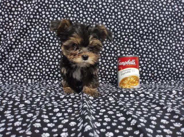 Tiny Teacup Yorkie Puppies Female Available Sacramento