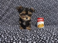 Tiny Teacup Yorkie Puppies Female Available Sacramento Yorkshire Terrier for sale/adoption
