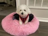 Bichon Frise for sale by owner Bichon Frise for sale/adoption