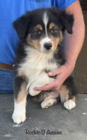 AKC & ASCA Australian Shepherd black Tri male puppy. Health tested with Champion Lines