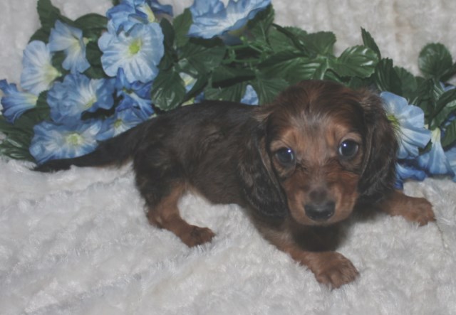 Dachshund puppy dog for sale in Treasure Coast, Florida