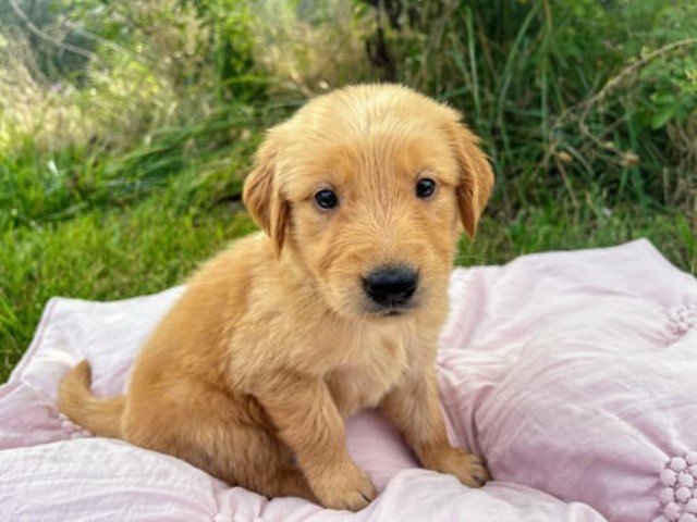 Golden Retriever Puppies