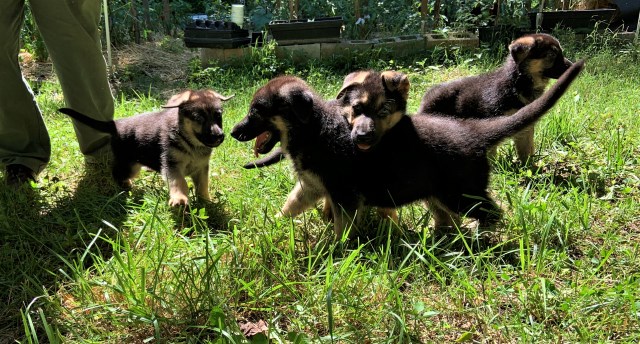 German Shepherd Dog puppy for sale + 57139