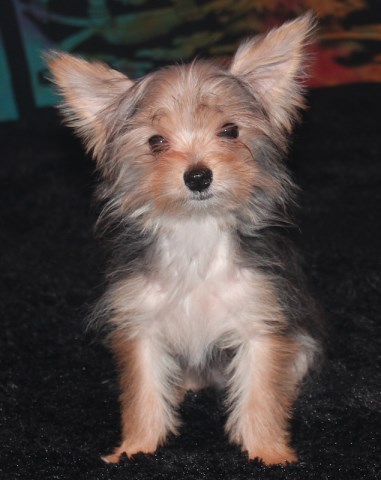 Morkie puppy for sale + 46254