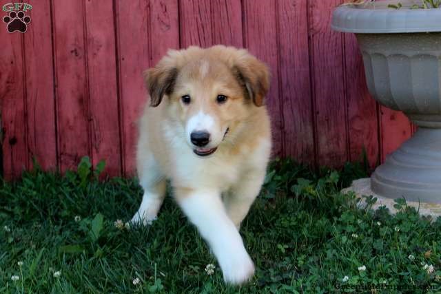 Collie puppy for sale + 60731