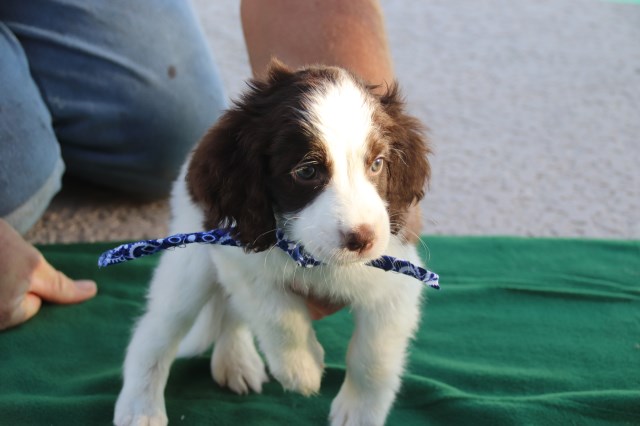 English Springer Spaniel puppy for sale + 53214