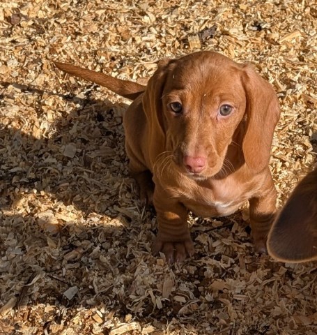 Dachshund puppy for sale + 59906