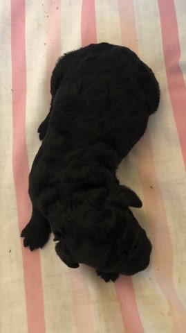 CKC Registered F1b Standard Goldendoodle