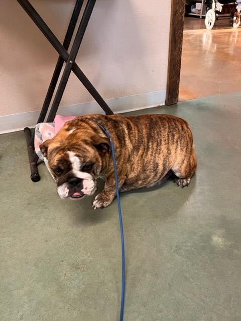 English Bulldog puppy for sale + 66593